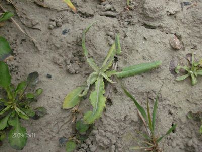 Ostro?e? polny 4 tygodnie po zabiegu herbicydem Lancet Plus 125 WG