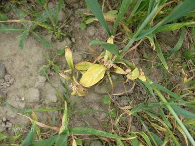 Tobo?ki polne 4 tygodnie po zabiegu herbicydem Lancet Plus 125 WG