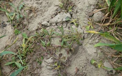 Przytulia czepna 4 tygodnie po zabiegu herbicydem Lancet Plus 125 WG