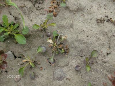 Fio?ek polny 4 tygodnie po zabiegu herbicydem Lancet Plus 125 WG