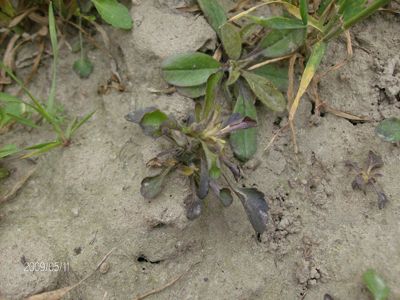 Fio?ek polny 4 tygodnie po zabiegu herbicydem Lancet Plus 125 WG