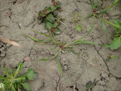 Miot?a zbo?owa 4 tygodnie po zabiegu herbicydem Lancet Plus 125 WG