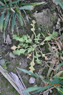 Mak polny 3 tygodnie po zabiegu herbicydem Mustang Forte 195 SE