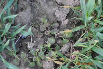 Przetacznik bluszczykowy 3 tygodnie po zabiegu herbicydem Mustang Forte 195 SE