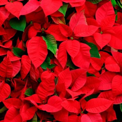 Image of poinsettias