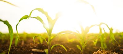 Plantas de milho próximas do solo com sol ao fundo