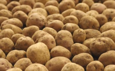 potatoes-in-a-pile-1_beauty_850pix