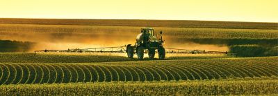 tractor spraying maize