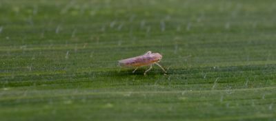 Cigarrinha-do-milho: qual é o impacto do ataque no quebramento e tombamento de plantas?