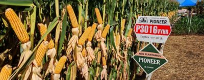 P3016VYHR: estabilidade e alta produtividade em safras desafiadoras