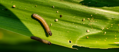 A lagarta-do-cartucho é uma das principais pragas da cultura do milho, com potencial de causar perdas superiores a 50% da produtividade quando não manejada adequadamente.