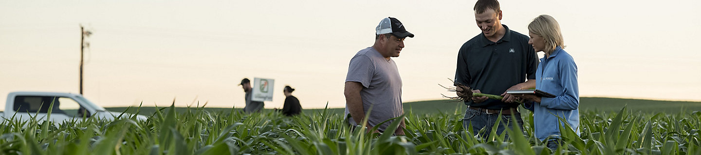 inspecting early season corn