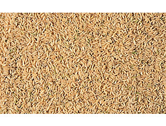 rice-seeds-1_beauty_1_64-1