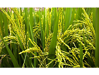 rice-stalk-close-up-2_beauty_1_64-1