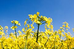 PT302 - Stabilne plonowanie w doświadczeniach rejestrowych COBORU