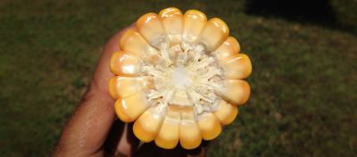 Espiga de milho na época ideal da colheita linha do dente