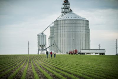 Emergence soybean field
