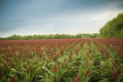 Rigorous Local Testing