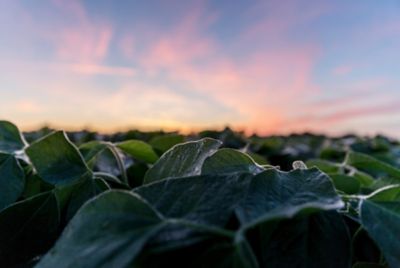 soybean field at sunset