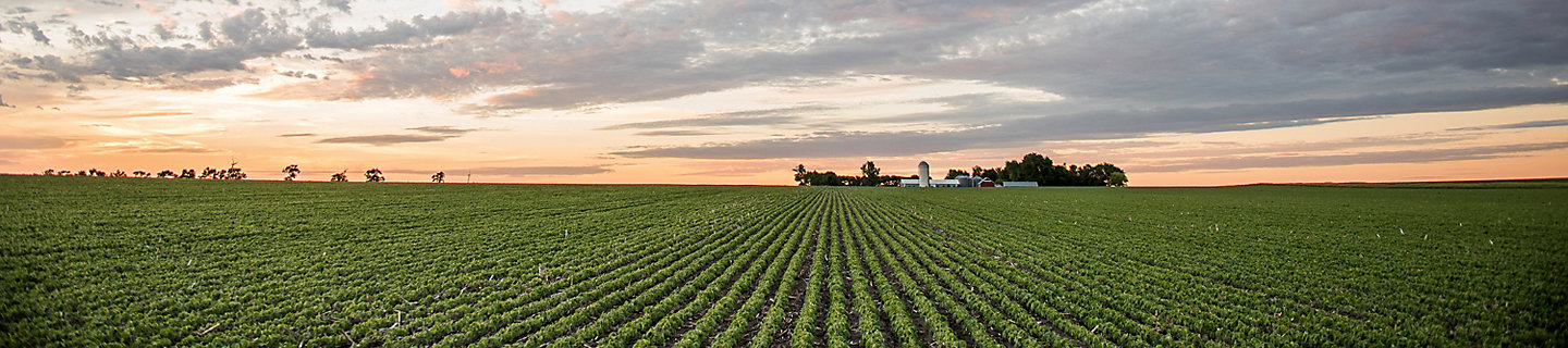 Midseason soybean field