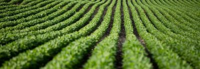 Photo - for soybean seed treatment - soybean field
