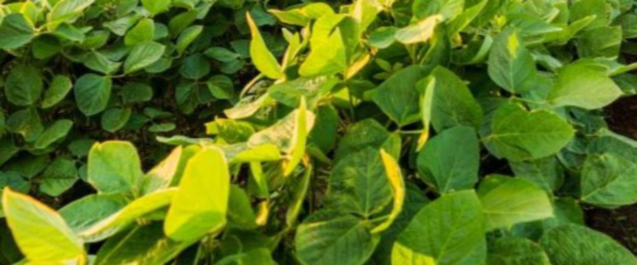 soybean harvest
