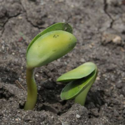 soybean seedlings