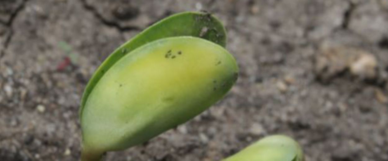 soybean seedlings