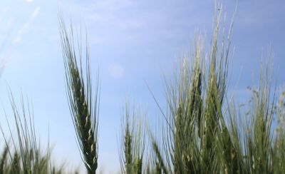 Wheat crop with blue sky behind
