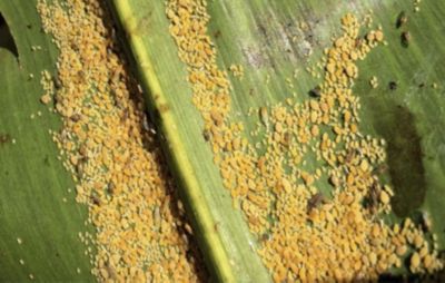 Resistant Hybrids Do Not Exist