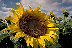 Sunflower Hybrids | Pioneer® Seeds