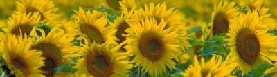 Sunflower field