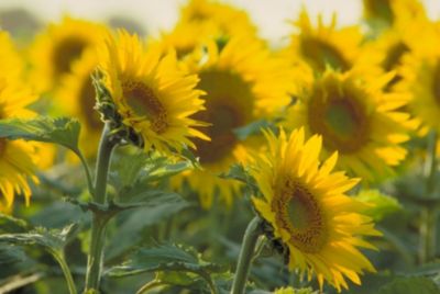 Leading Disease Tolerance