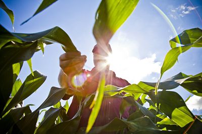 Utrisha sun through corn 