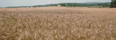 Wheat field