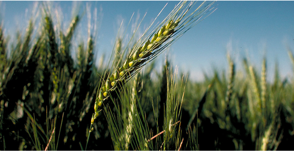 Managing Wheat Diseases