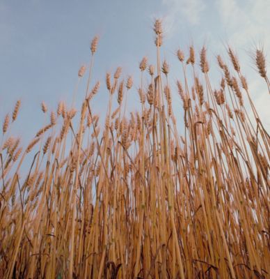 Wheat field