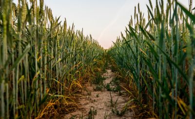 Walking lane with wheat on both sides