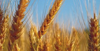 wheat in a field close up