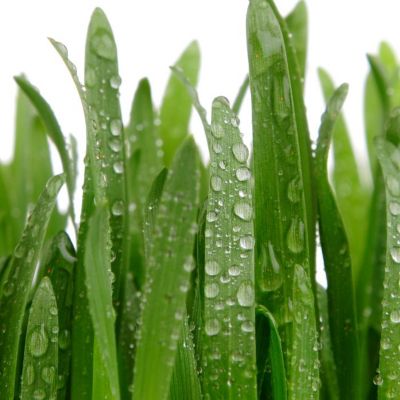 Wheat in the rain