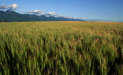 wheat field with mountains in background