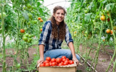 woman-harvesting-tomatoes-1_beauty_850pix