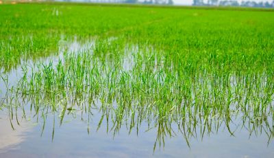 Young rice field
