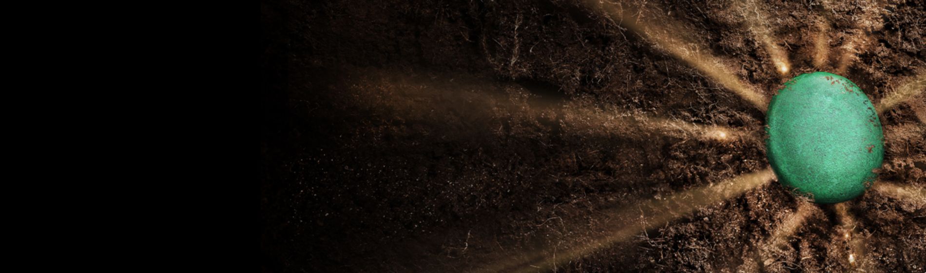 treated seed with lumivia cpl