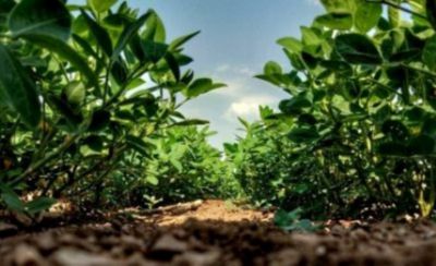 ground-level view of crop row
