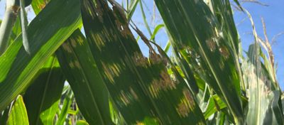 Escaldadura foliar em milho