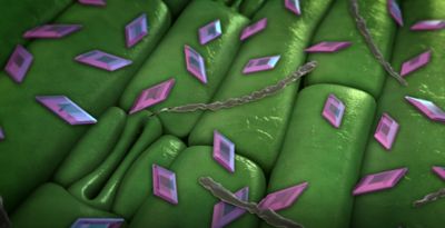 Inatreq gegen Septoria