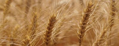 Inatreq_Corteva_illustration1440560