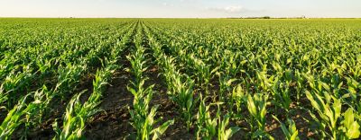 InstincteDMcover1440v3