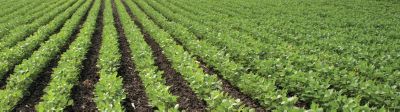 Clean soybean rows
